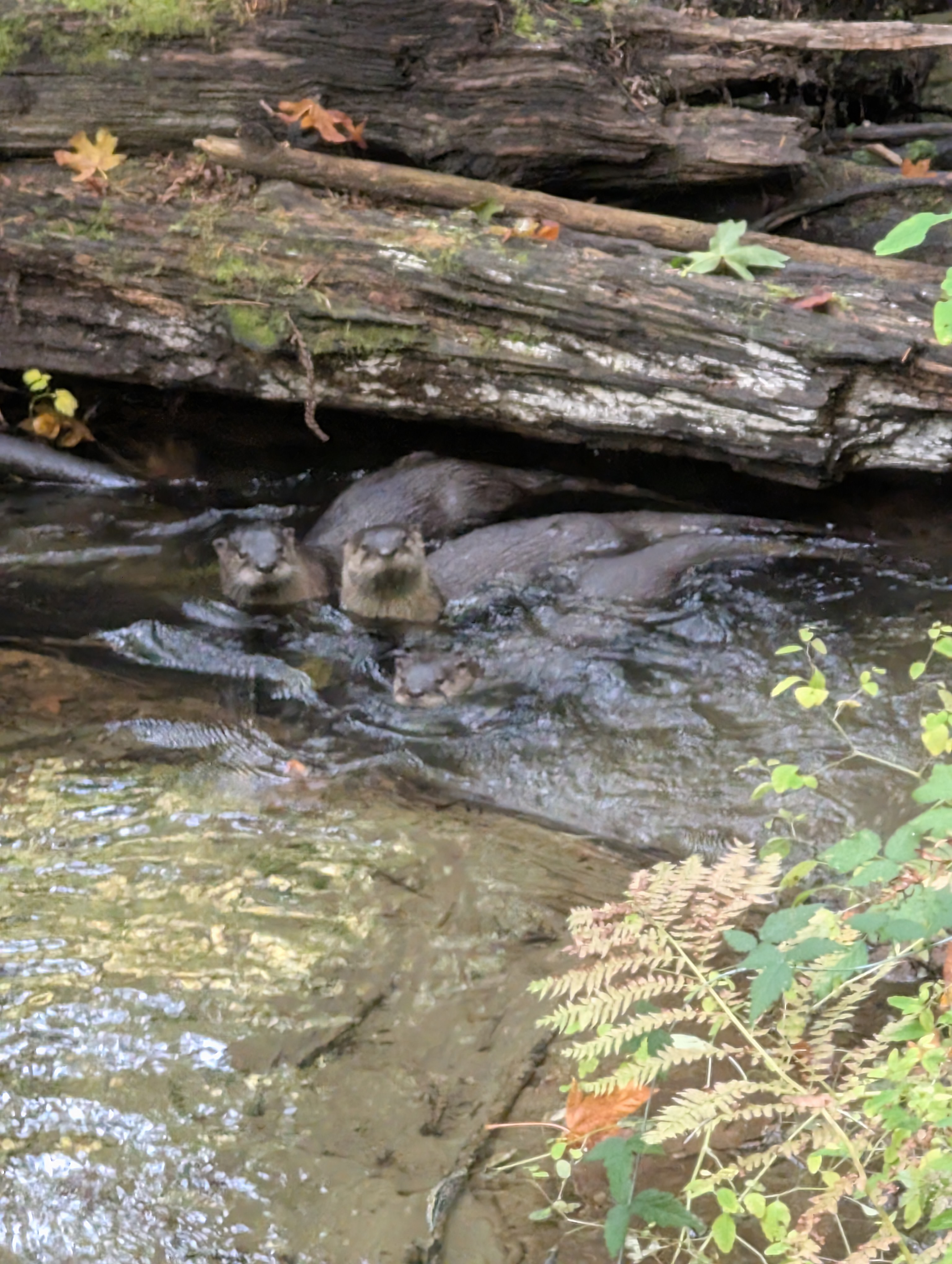 Otters in Percival Creek