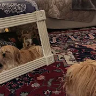 Dog from the mirror dimension