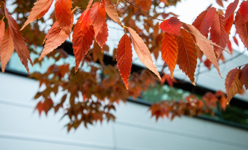 Autumn leaves in vivid shades of red and orange hang from a branch, with SPSCC's Building 22 and a clear sky in the background.